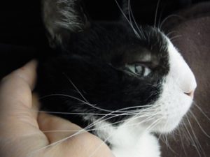 猫の鼻腔内腫瘍（鼻腔内リンパ腫について）◎◎追記あり  武内 